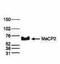 Methyl-CpG Binding Protein 2 antibody, CI1047, Boster Biological Technology, Western Blot image 