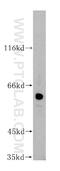 Galactose-3-O-Sulfotransferase 4 antibody, 16240-1-AP, Proteintech Group, Western Blot image 