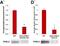 Egl nine homolog 1 antibody, NB100-2219, Novus Biologicals, Western Blot image 