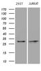 DIRAS Family GTPase 2 antibody, LS-C794897, Lifespan Biosciences, Western Blot image 