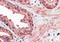 Cyclin D1 Binding Protein 1 antibody, orb18795, Biorbyt, Immunohistochemistry paraffin image 
