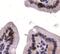 Autophagy Related 9A antibody, PA1-16993, Invitrogen Antibodies, Immunohistochemistry paraffin image 