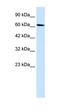 Upstream Binding Protein 1 antibody, orb329728, Biorbyt, Western Blot image 