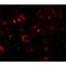 Aryl Hydrocarbon Receptor Interacting Protein Like 1 antibody, NBP1-76953, Novus Biologicals, Immunofluorescence image 