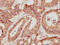 Matrix Metallopeptidase 3 antibody, CSB-PA17509A0Rb, Cusabio, Immunohistochemistry frozen image 