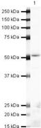 Arrestin Beta 1 antibody, PA5-19583, Invitrogen Antibodies, Western Blot image 