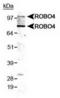 Roundabout homolog 4 antibody, TA301643, Origene, Western Blot image 