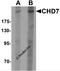 Chromodomain Helicase DNA Binding Protein 7 antibody, 6441, ProSci Inc, Western Blot image 