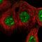Exocyst Complex Component 4 antibody, NBP2-54921, Novus Biologicals, Immunocytochemistry image 