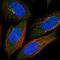 Nicotinamide N-Methyltransferase antibody, HPA059180, Atlas Antibodies, Immunocytochemistry image 