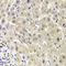AKT1 Substrate 1 antibody, LS-C334579, Lifespan Biosciences, Immunohistochemistry frozen image 