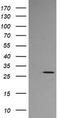 Kallikrein Related Peptidase 8 antibody, LS-C174715, Lifespan Biosciences, Western Blot image 