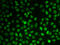Non-POU Domain Containing Octamer Binding antibody, 19-562, ProSci, Immunofluorescence image 