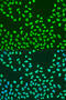 KH RNA Binding Domain Containing, Signal Transduction Associated 2 antibody, 16-353, ProSci, Immunofluorescence image 