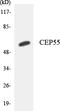 Centrosomal Protein 55 antibody, LS-C291793, Lifespan Biosciences, Western Blot image 
