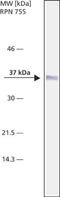 Nucleophosmin 1 antibody, NB600-1030, Novus Biologicals, Western Blot image 