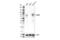 Calcium/Calmodulin Dependent Protein Kinase Kinase 2 antibody, 16810S, Cell Signaling Technology, Western Blot image 