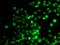 PR/SET Domain 7 antibody, orb373884, Biorbyt, Immunofluorescence image 