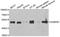 GA Binding Protein Transcription Factor Subunit Beta 1 antibody, A6909, ABclonal Technology, Western Blot image 