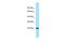 Vestigial Like Family Member 4 antibody, PA5-45925, Invitrogen Antibodies, Western Blot image 