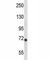 Inhibitor Of Nuclear Factor Kappa B Kinase Subunit Epsilon antibody, F43700-0.4ML, NSJ Bioreagents, Western Blot image 