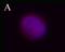 TSC Complex Subunit 2 antibody, LS-B1654, Lifespan Biosciences, Immunocytochemistry image 