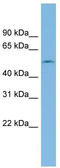 Eukaryotic Translation Termination Factor 1 antibody, TA335082, Origene, Western Blot image 