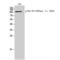 ATPase Na+/K+ Transporting Subunit Alpha 1 antibody, LS-C381157, Lifespan Biosciences, Western Blot image 