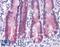 N-Acylsphingosine Amidohydrolase 2 antibody, LS-B4596, Lifespan Biosciences, Immunohistochemistry frozen image 