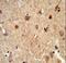 Carboxylesterase 5A antibody, LS-C168692, Lifespan Biosciences, Immunohistochemistry frozen image 