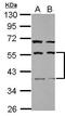 Secernin 1 antibody, GTX123056, GeneTex, Western Blot image 