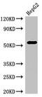Gamma-Aminobutyric Acid Type A Receptor Beta3 Subunit antibody, CSB-PA009148LA01HU, Cusabio, Western Blot image 