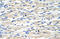 Chromobox protein homolog 6 antibody, 29-003, ProSci, Immunohistochemistry frozen image 