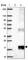 Transmembrane Protein 104 antibody, HPA044330, Atlas Antibodies, Western Blot image 