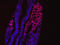T-Box 6 antibody, AF4744, R&D Systems, Immunohistochemistry frozen image 
