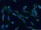 Calreticulin antibody, 10292-1-AP, Proteintech Group, Immunofluorescence image 