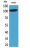 Nuclear Factor Of Activated T Cells 1 antibody, STJ96746, St John