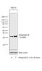 Granzyme B antibody, 14-8889-82, Invitrogen Antibodies, Western Blot image 