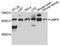 Uridine Monophosphate Synthetase antibody, LS-C748311, Lifespan Biosciences, Western Blot image 