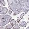 Vestigial Like Family Member 3 antibody, HPA054983, Atlas Antibodies, Immunohistochemistry frozen image 