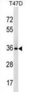 BCL2 Like 12 antibody, abx030793, Abbexa, Western Blot image 