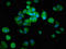 MAP3K6 antibody, LS-C673021, Lifespan Biosciences, Immunofluorescence image 