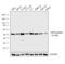 Eukaryotic Translation Initiation Factor 2B Subunit Gamma antibody, MA1-078, Invitrogen Antibodies, Western Blot image 
