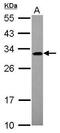 Alcohol Dehydrogenase Iron Containing 1 antibody, PA5-31416, Invitrogen Antibodies, Western Blot image 