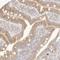 FAM20B Glycosaminoglycan Xylosylkinase antibody, NBP1-81506, Novus Biologicals, Immunohistochemistry frozen image 