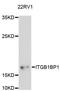 Integrin cytoplasmic domain-associated protein 1 antibody, LS-C748127, Lifespan Biosciences, Western Blot image 