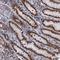THAP Domain Containing 2 antibody, NBP1-84157, Novus Biologicals, Immunohistochemistry frozen image 