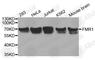 Fragile X Mental Retardation 1 antibody, A1413, ABclonal Technology, Western Blot image 