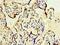 Golgi SNAP Receptor Complex Member 1 antibody, orb353293, Biorbyt, Immunohistochemistry paraffin image 