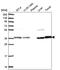 Transaldolase 1 antibody, PA5-65496, Invitrogen Antibodies, Western Blot image 